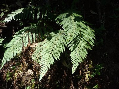 Polystichum dudleyi, photographed by joergmlpts