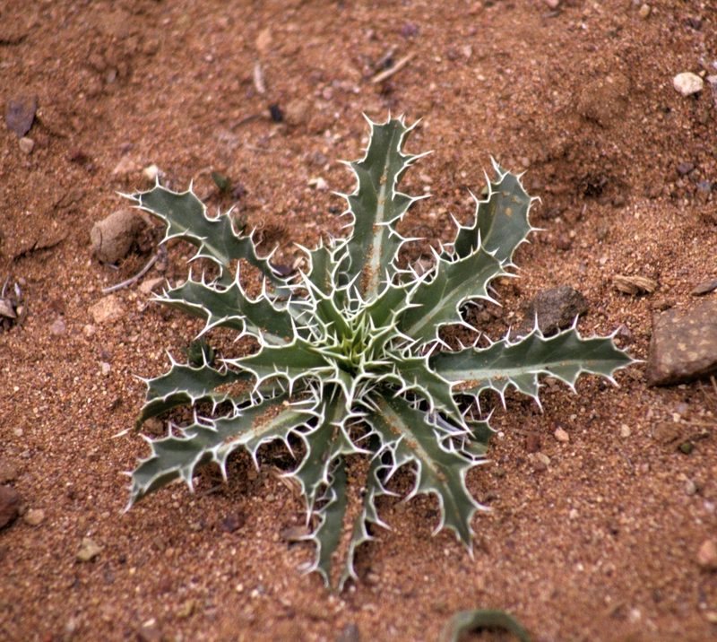 Carduncellus duvauxii, photographed by desertnaturalist
