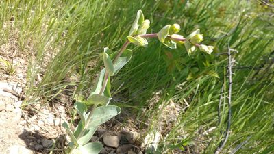 Penstemon bradburyi, photographed by Brian Dickerson