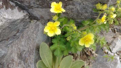 Drymocallis fissa, photographed by Brian Dickerson