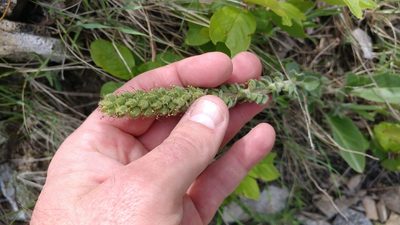 Veronica wyomingensis, photographed by Brian Dickerson
