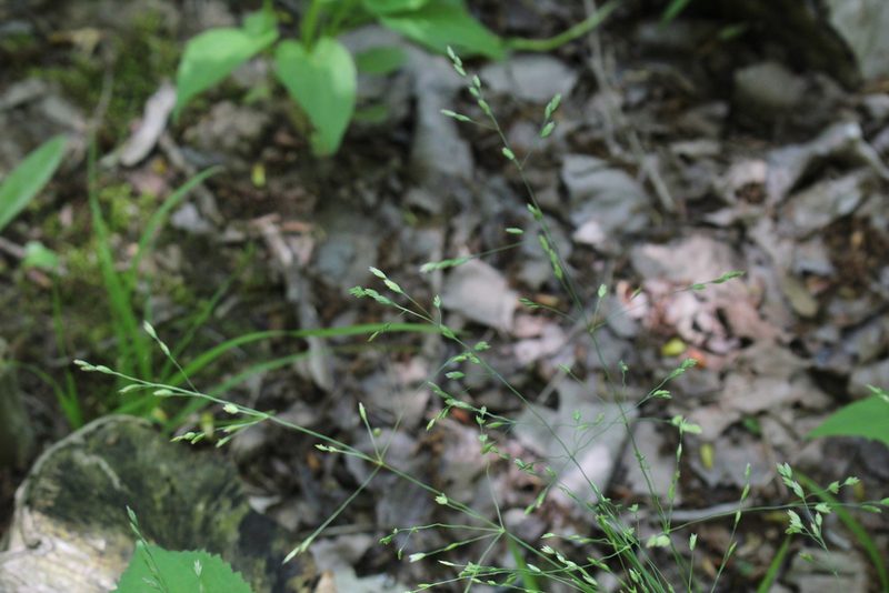 Poa alsodes, photographed by Quinten Wiegersma