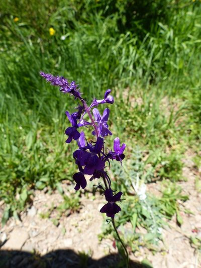 Linaria elegans, photographed by eamonccorbett
