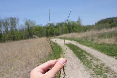 Juncus dudleyi, photographed by Quinten Wiegersma