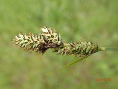 Carex buxbaumii, photographed by John Baur