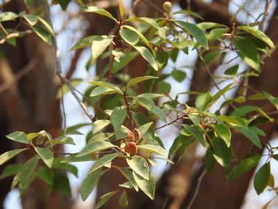 Morisonia incana, photographed by Neptalí Ramírez Marcial