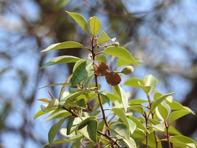 Morisonia incana, photographed by Neptalí Ramírez Marcial