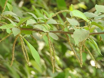 Acalypha diversifolia, photographed by Neptalí Ramírez Marcial