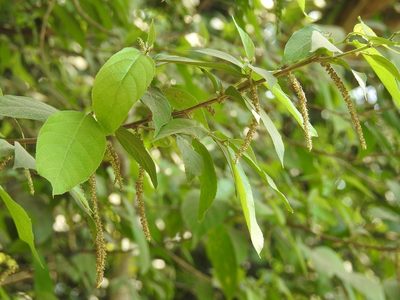 Acalypha diversifolia, photographed by Neptalí Ramírez Marcial