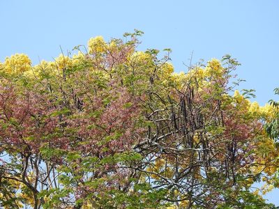 Cassia grandis, photographed by Neptalí Ramírez Marcial