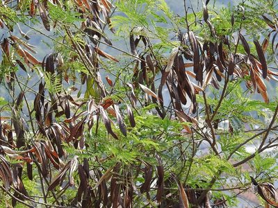 Leucaena cuspidata, photographed by Neptalí Ramírez Marcial