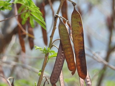 Leucaena cuspidata, photographed by Neptalí Ramírez Marcial