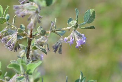 Condea tomentosa, photographed by Neptalí Ramírez Marcial