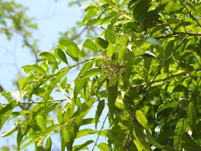Cestrum racemosum, photographed by Neptalí Ramírez Marcial