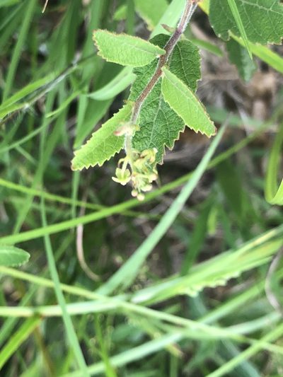 Tragia smallii, photographed by John Kees