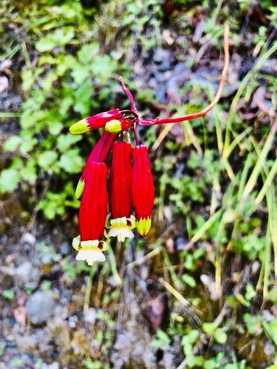 Dichelostemma ida-maia, photographed by russnamitz