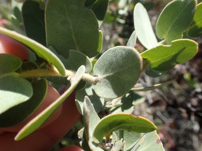 Arctostaphylos auriculata, photographed by rockybajada