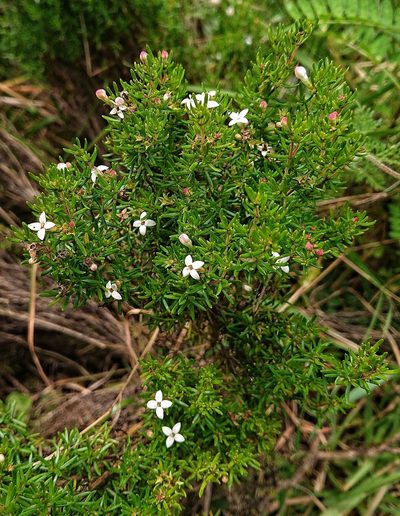 Arcytophyllum thymifolium, photographed by Diego Inclan
