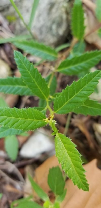 Tragia nigricans, photographed by AlexandraU