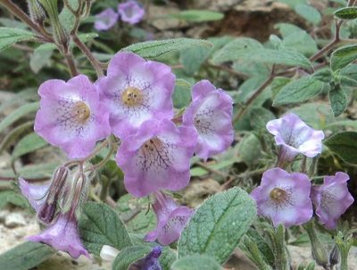 Nama sericea, photographed by Alexis López Hernández