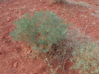 Psorothamnus thompsoniae, photographed by Mitch Van Dyke