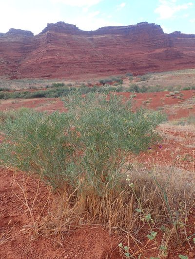Psorothamnus thompsoniae, photographed by Mitch Van Dyke