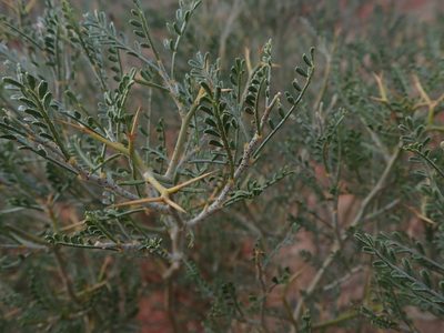 Psorothamnus thompsoniae, photographed by Mitch Van Dyke