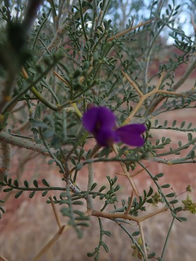 Psorothamnus thompsoniae, photographed by Mitch Van Dyke