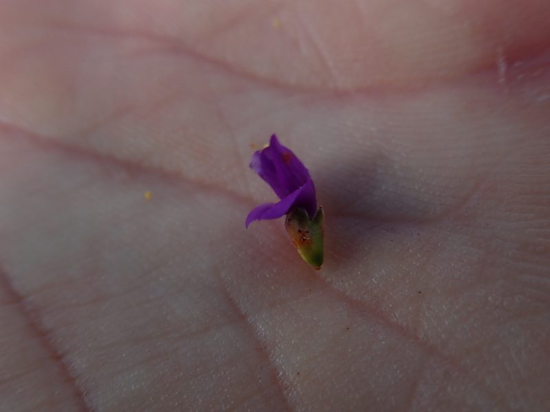 Psorothamnus thompsoniae, photographed by Mitch Van Dyke