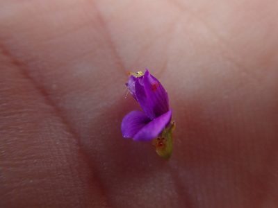 Psorothamnus thompsoniae, photographed by Mitch Van Dyke