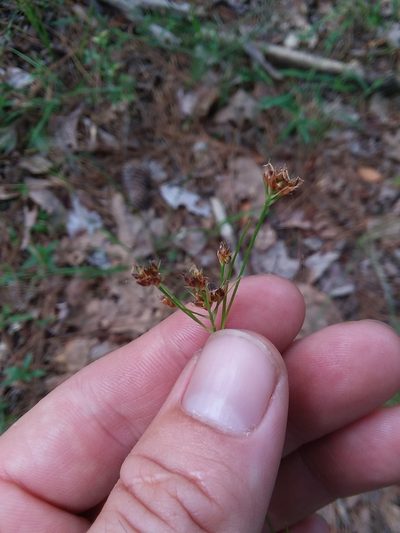 Rhynchospora harveyi, photographed by Will McFarland
