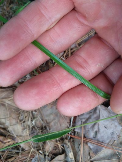 Rhynchospora harveyi, photographed by Will McFarland