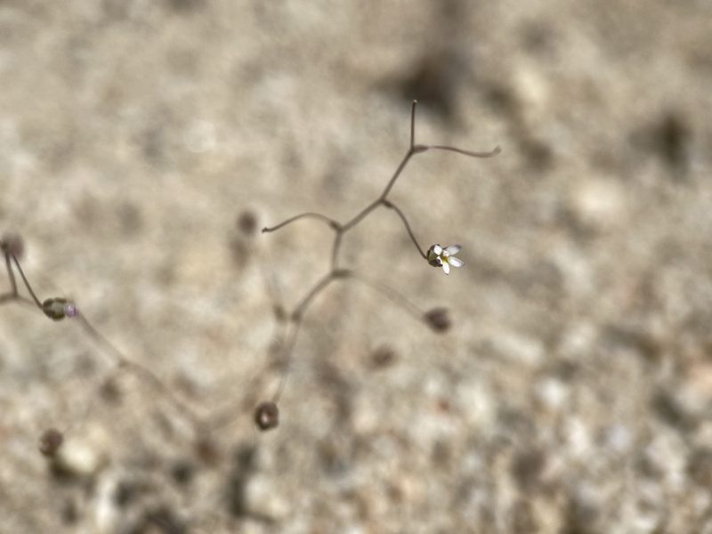 Nemacladus sigmoideus, photographed by Matt Berger