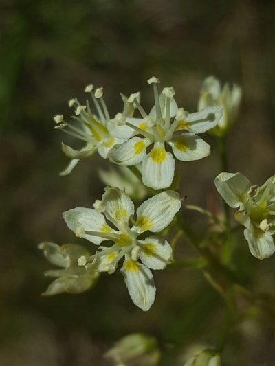 Toxicoscordion micranthum, photographed by Alex Abair