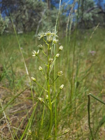Toxicoscordion micranthum, photographed by Alex Abair