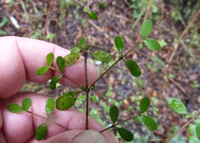 Coprosma ciliata, photographed by Colin Meurk