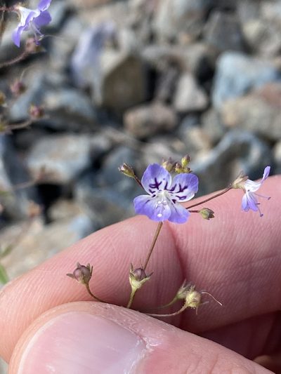 Tonella floribunda, photographed by marek
