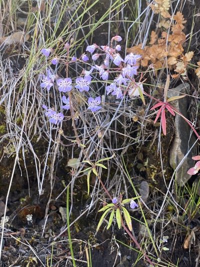 Tonella floribunda, photographed by marek