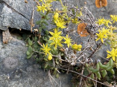 Sedum leibergii, photographed by marek