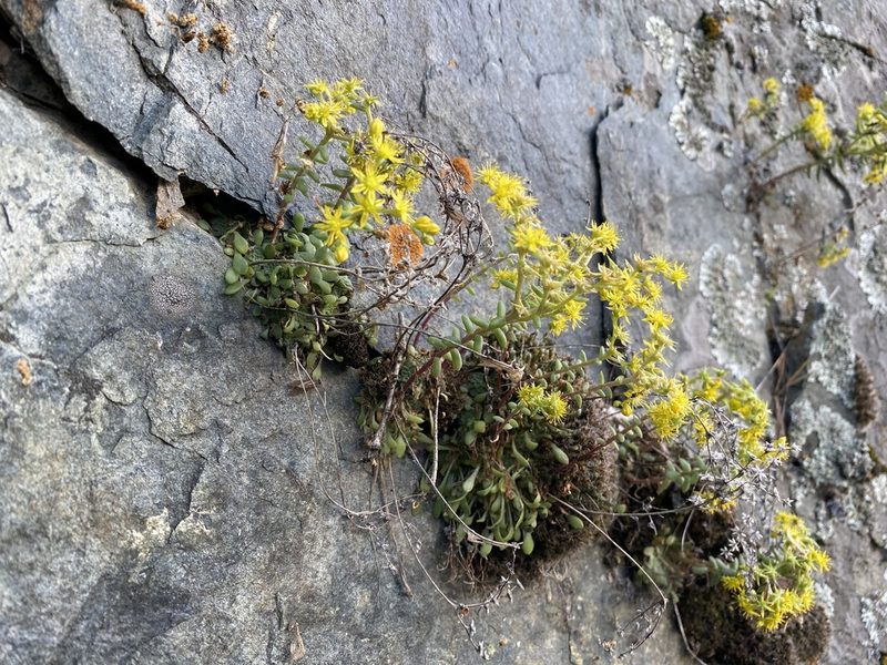 Sedum leibergii, photographed by marek