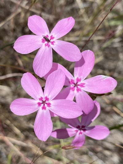 Phlox colubrina, photographed by marek