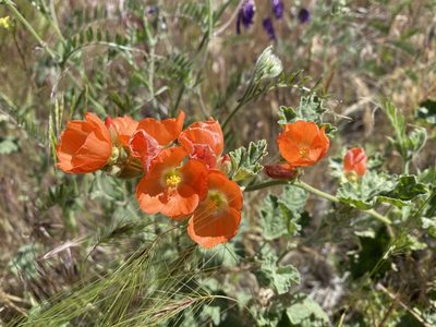 Sphaeralcea munroana, photographed by marek
