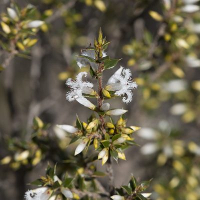 Styphelia exarrhena, photographed by Kym Nicolson