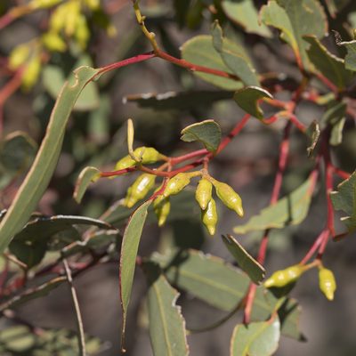 Eucalyptus incrassata, photographed by Kym Nicolson