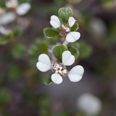 Cryptandra leucophracta, photographed by Kym Nicolson