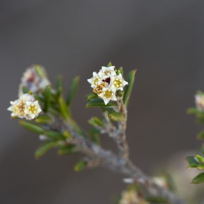 Spyridium eriocephalum, photographed by Kym Nicolson