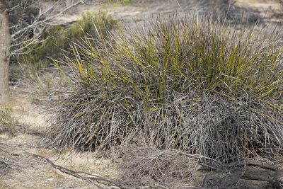 Lepidosperma viscidum, photographed by Kym Nicolson