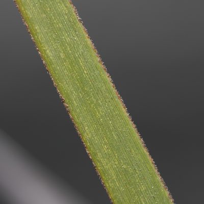 Lepidosperma viscidum, photographed by Kym Nicolson