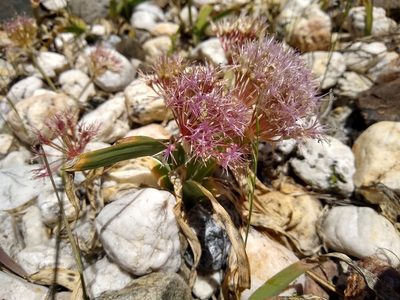 Allium platycaule, photographed by Quinn Shemet