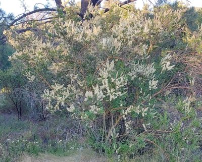 Ceanothus palmeri, photographed by Tom and T Herman